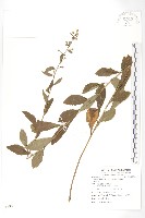 藏品(秋分草)的圖片