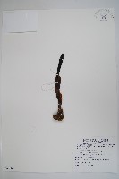 藏品(印度蛇菰)的圖片