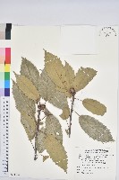 藏品(滇南青岡)的圖片