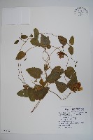 藏品(大花金錢豹)的圖片