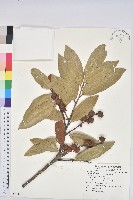 藏品(紅毛栲)的圖片