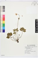 藏品(草玉梅)的圖片