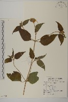 藏品(異芒菊)的圖片