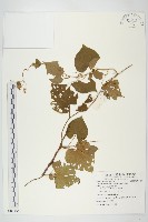 藏品(蒙自飛蛾藤)的圖片