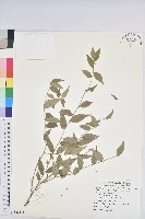 藏品(尾葉雀舌木)的圖片