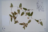 藏品(刺瓜)的圖片