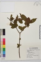 藏品(鉤齒鼠李)的圖片