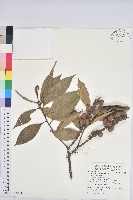 藏品(滇石櫟)的圖片