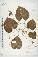 藏品(圓葉牽牛)的圖片