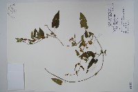 藏品(刺瓜)的圖片