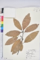 藏品(毛脈青岡)的圖片