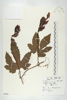 藏品(紅花括樓)的圖片