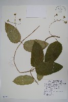 藏品(纖冠藤)的圖片