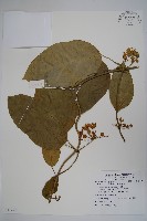 藏品(醉魂藤)的圖片