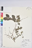 藏品(白飯樹)的圖片