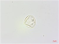 藏品(長葉苧麻)的圖片