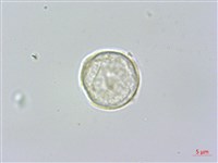 藏品(水絲麻)的圖片