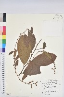 藏品(土密藤)的圖片