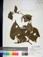 藏品(粉藤)的圖片