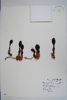 藏品(穗花蛇菰)的圖片