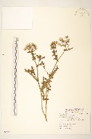 藏品(歐洲黃菀)的圖片