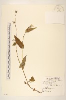 藏品(苦滇菜、苦菜)的圖片