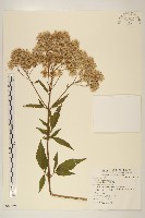 藏品(台灣澤蘭)的圖片