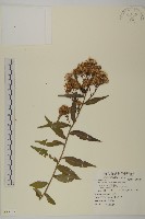 藏品(臺灣馬蘭)的圖片