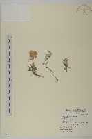 藏品(玉山抱莖籟簫)的圖片