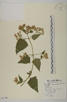 藏品(香澤蘭、飛機草)的圖片