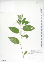 藏品(火炭母草、清飯藤)的圖片