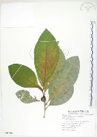 藏品(大冇榕、稜果榕)的圖片