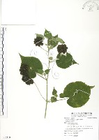 藏品(冬葵子)的圖片