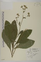 藏品(地膽草、毛蓮菜)的圖片