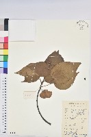 藏品(紅背山麻桿)的圖片