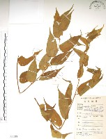 藏品(銳葉山黃麻)的圖片