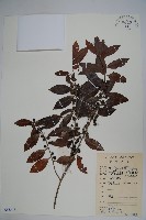 藏品(三花冬青)的圖片