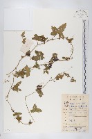 藏品(鈕子瓜)的圖片