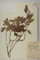 藏品(裂果衛矛)的圖片