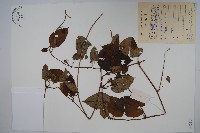 藏品(刺瓜)的圖片