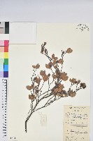 藏品(丁香杜鵑)的圖片