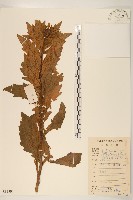 藏品(白頂飛蓬)的圖片