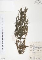 藏品(美洲假蓬)的圖片