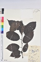 藏品(杜仲)的圖片