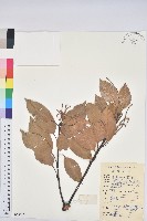 藏品(阿里山三斗石櫟、硬斗柯)的圖片