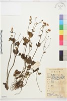 藏品(水辣菜、禺毛茛)的圖片