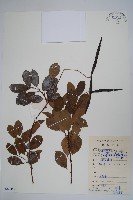 藏品(酸藤)的圖片