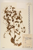 藏品(齒緣葉類苦賈菜)的圖片