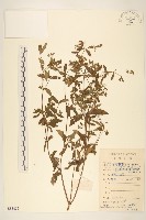 藏品(豨簽)的圖片