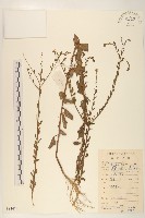 藏品(雞兒腸)的圖片